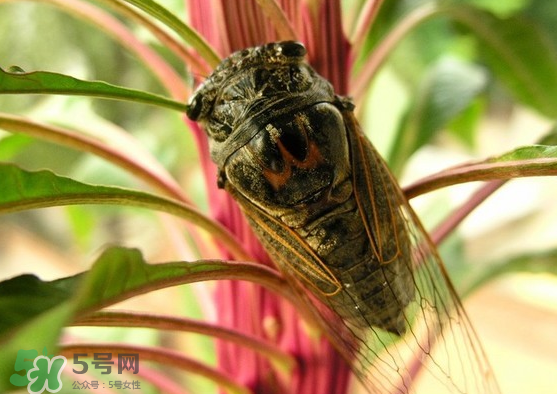 知了變黑了還能吃嗎？知了猴為什么會(huì)變黑？