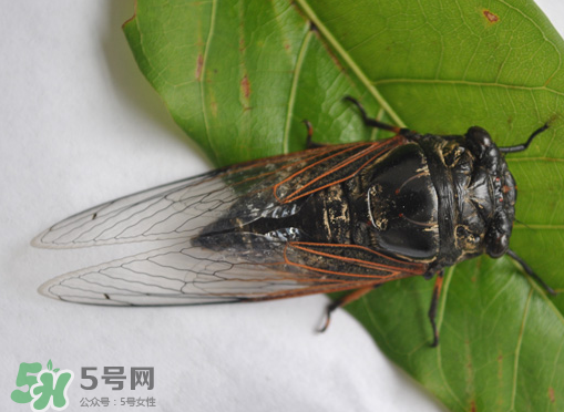 知了怎么保存不發(fā)黑？知了猴變黑了怎么辦？