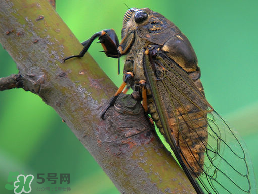 知了怎么保存不發(fā)黑？知了猴變黑了怎么辦？