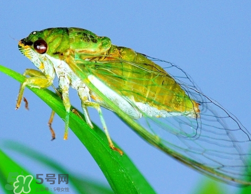 知了怎么保存不發(fā)黑？知了猴變黑了怎么辦？