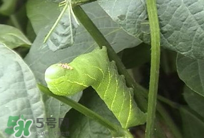 豆丹如何宰殺?。慷沟た梢允覂?nèi)養(yǎng)殖嗎？