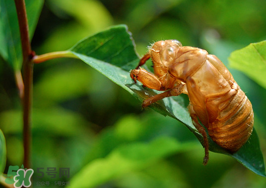 知了殼多少錢一斤？知了殼多少錢一斤2017？