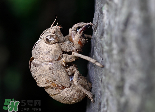 知了殼多少錢一斤？知了殼多少錢一斤2017？