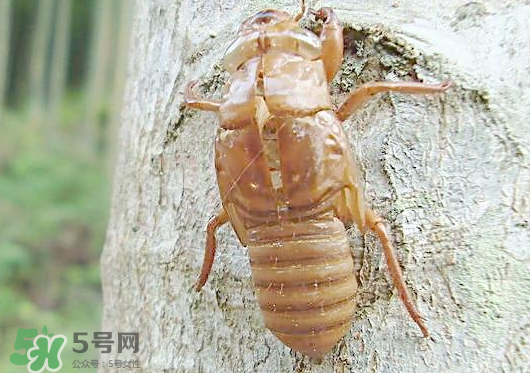 知了殼多少錢一斤？知了殼多少錢一斤2017？