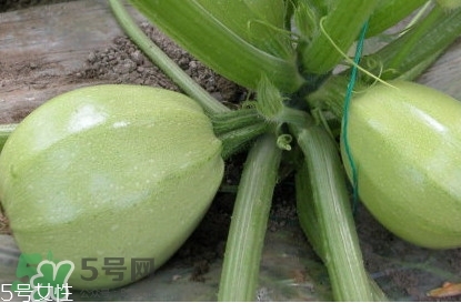 茭瓜可以生吃嗎？茭瓜怎么做好吃