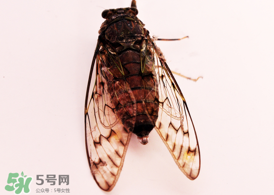 知了多少錢一斤？知了多少錢一斤2017？