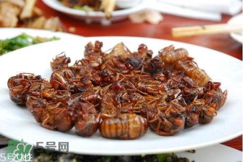 油炸知了猴有毒嗎？油炸知了猴的等與砒霜