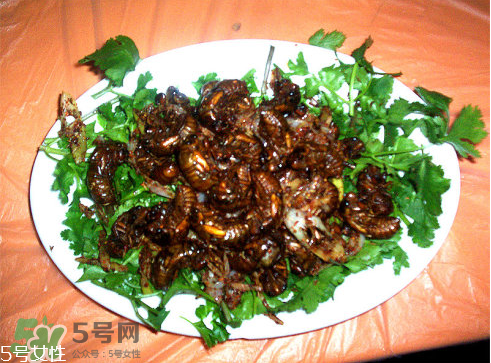 油炸知了猴有毒嗎？油炸知了猴的等與砒霜