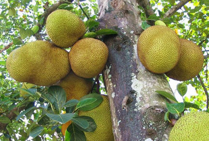 木菠蘿是熱性的嗎？木菠蘿是熱性還是涼性