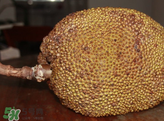 木菠蘿買來(lái)怎么吃？木菠蘿吃多了會(huì)怎樣？