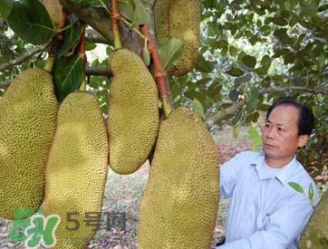 木菠蘿怎樣才算熟？木菠蘿怎么切？