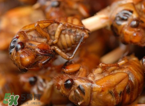 知了猴多少錢一個？油炸知了猴多少錢一盤？