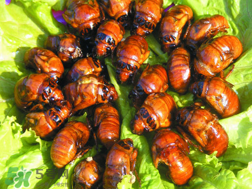 知了猴怎么吃？知了猴什么人不能吃？