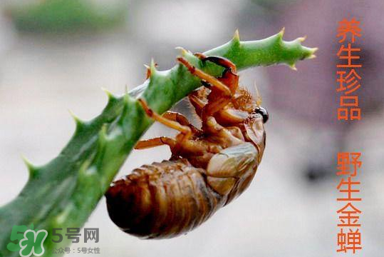 知了吃什么？知了吃什么食物？