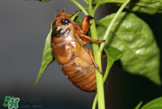 知了吃什么？知了吃什么食物？