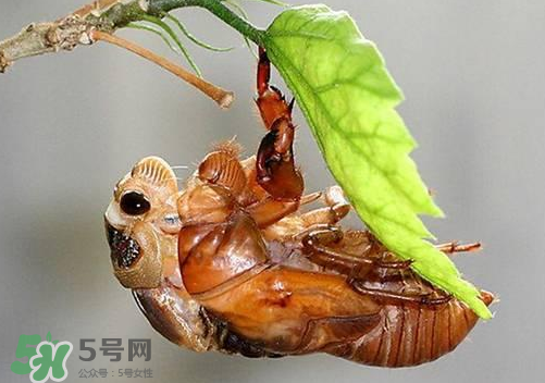 知了猴可以人工養(yǎng)殖嗎？知了猴怎么養(yǎng)殖？