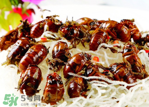 知了怎么洗干凈？知了猴怎么清洗？