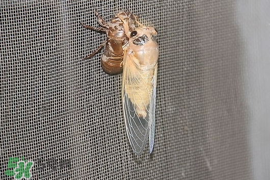 活金蟬怎么保存？活金蟬怎么保存時(shí)間長(zhǎng)？