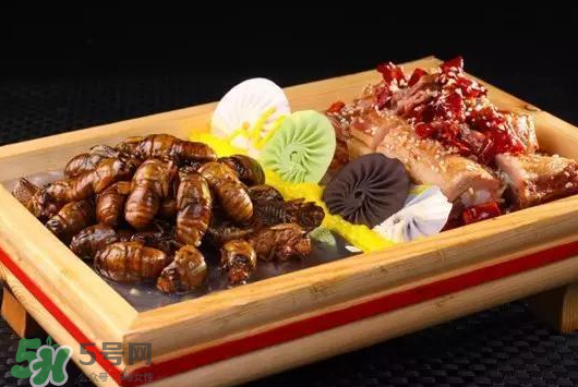 活金蟬怎么保存？活金蟬怎么保存時(shí)間長(zhǎng)？