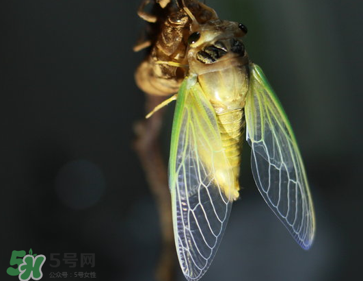 活金蟬怎么保存？活金蟬怎么保存時(shí)間長(zhǎng)？