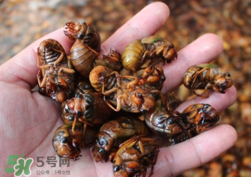 金蟬多少錢一斤？金蟬多少錢一斤2017？