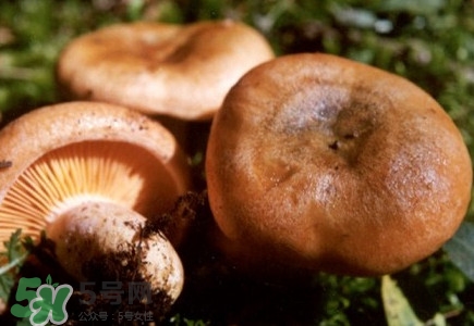 重陽菌怎么做好吃？吃重陽菌有什么好處