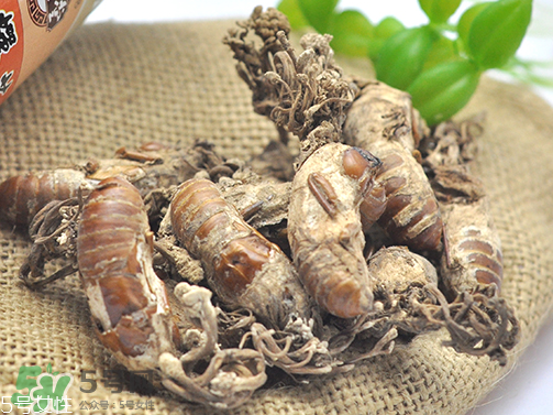 金蟬花多少錢一斤？2017金蟬花價(jià)格