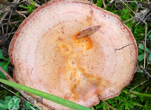 樅樹菌幾月才有？樅樹菌什么時(shí)候才有