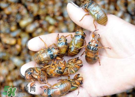 知了猴怎么保存？知了猴怎么保存死不了？