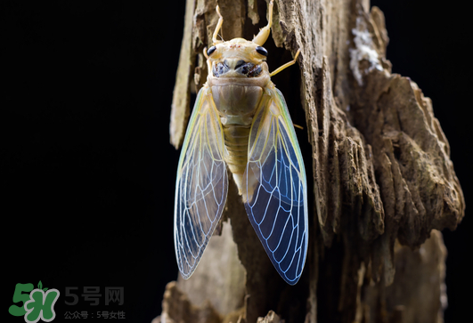 知了猴怎么保存？知了猴怎么保存死不了？