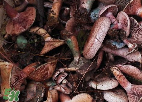 樅樹菌有毒嗎？樅樹菌怎么做好吃？