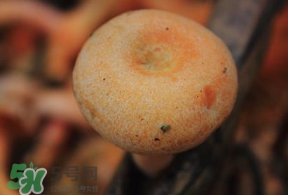 樅樹(shù)菌多少錢(qián)一斤 樅樹(shù)菌價(jià)格行情 樅樹(shù)菌多少錢(qián)一斤 樅樹(shù)菌價(jià)格行情