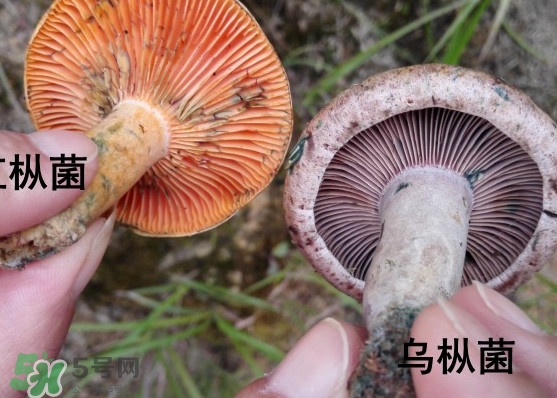 樅樹菌怎樣保存至冬季？樅樹菌能和榨菜一起吃嗎