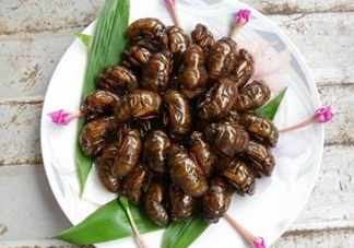 知了猴可以和雞蛋一起吃嗎？知了和雞蛋可以一起吃嗎？