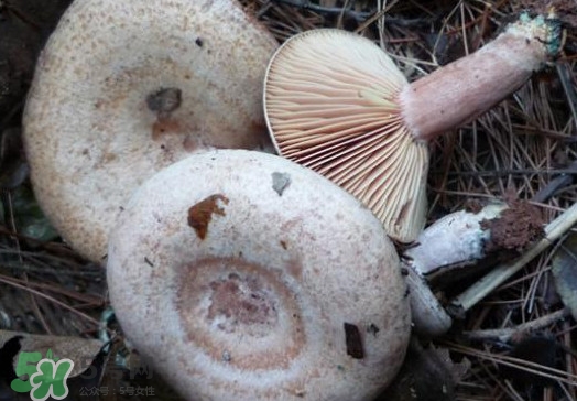 重陽(yáng)菌可以種植嗎？重陽(yáng)菌為什么不能人工種植？