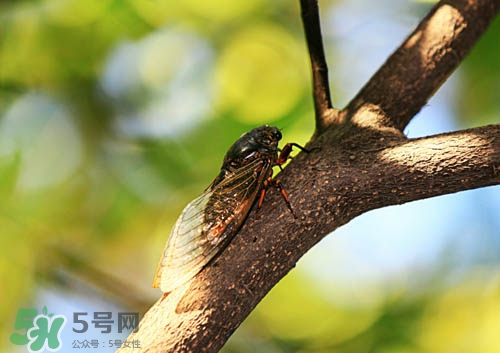 知了猴可以人工養(yǎng)殖嗎？知了猴怎么養(yǎng)殖？