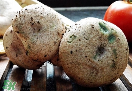 樅樹菌可以人工種植嗎？怎么鑒別樅樹菌是否有毒