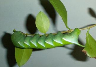 豆丹是什么？豆丹多少錢一斤？