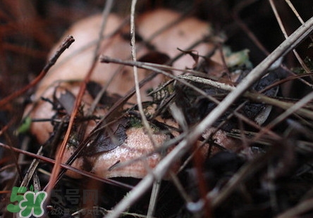 重陽菌孕婦可以吃嗎？重陽菌怎樣保存才新鮮