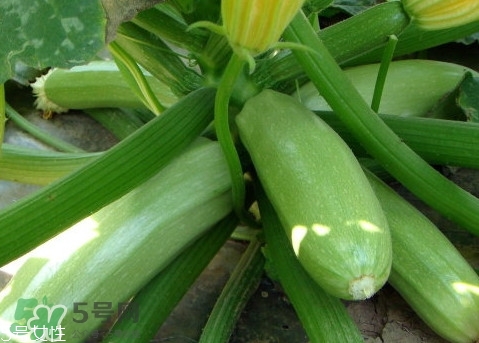 西葫蘆就是茭瓜嗎？西葫跟茭瓜有什么區(qū)別