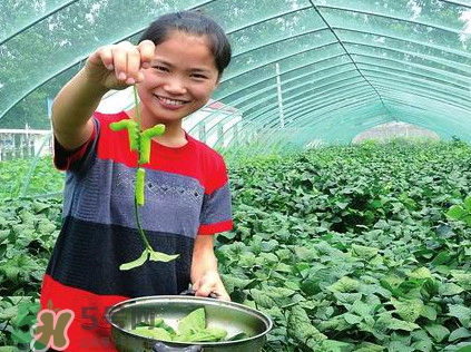 豆丹是什么？豆丹多少錢一斤？