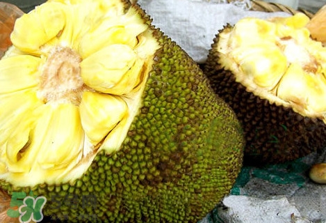 木菠蘿怎樣才算熟？木菠蘿怎么切？