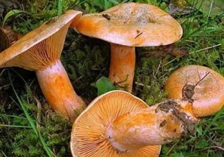 樅樹菌可以人工種植嗎？怎么鑒別樅樹菌是否有毒