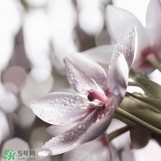 雅詩蘭黛2017春夏新品有哪些_什么時(shí)候上市