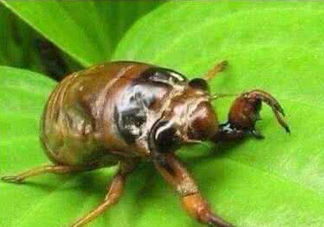 入伏還有知了猴嗎？入伏后還有知了猴嗎？