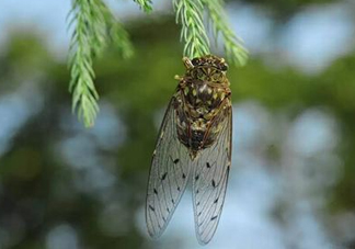 知了變黑了還能吃嗎？知了猴為什么會(huì)變黑？