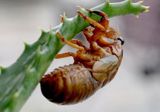 活金蟬怎么保存？活金蟬怎么保存時(shí)間長？