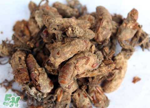 金蟬花多少錢一斤？2017金蟬花價(jià)格