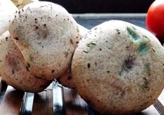 怎樣鑒別重陽菌是否有毒？重陽菌是發(fā)物嗎