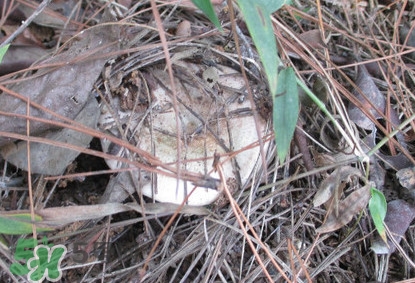 樅樹菌可以人工種植嗎？怎么鑒別樅樹菌是否有毒